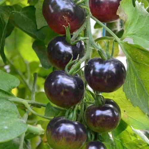 PomidorCzarny-Black-Cherry_3