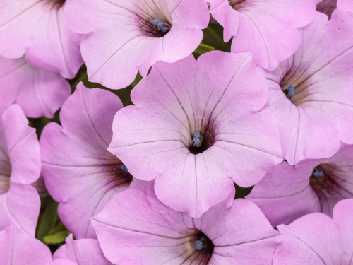 Supertunia-vista-cool-jazz-19