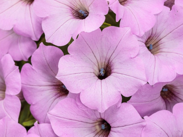 Supertunia-vista-cool-jazz-19