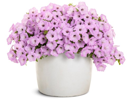 Supertunia-vista-cool-jazz1