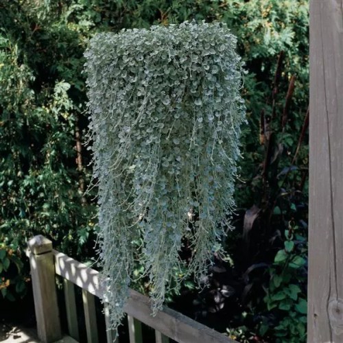 dichondra2