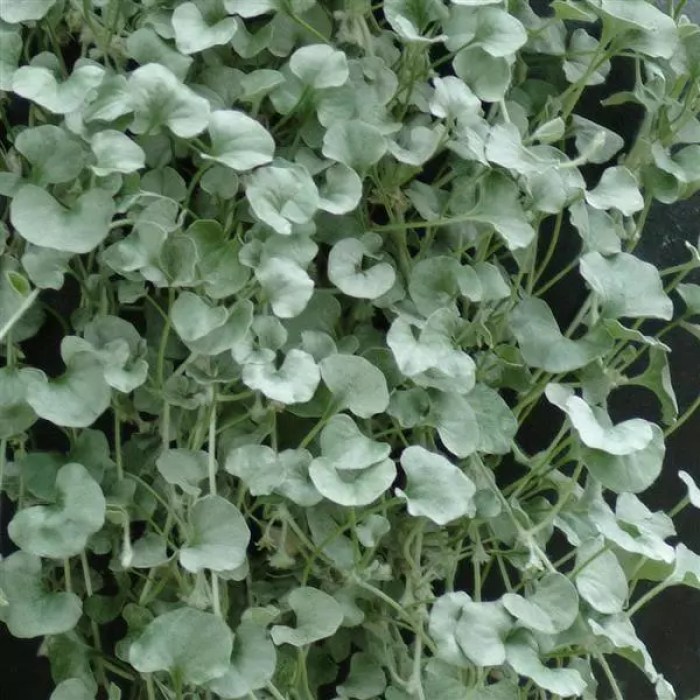 dichondra