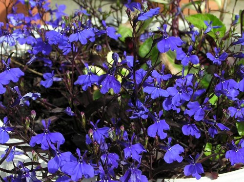 lobelia_zwisajaca