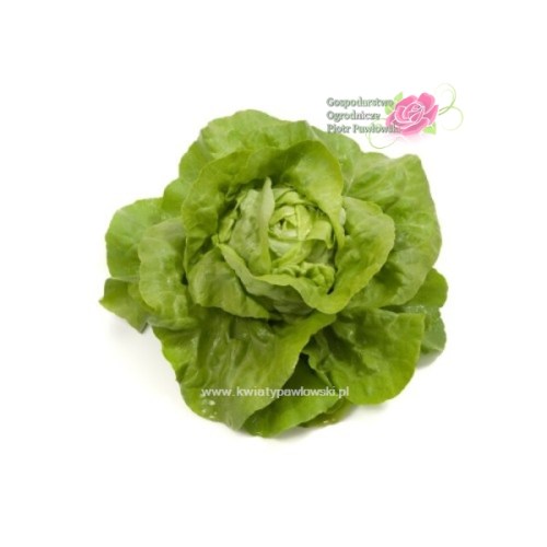 salata-maslowa-gisela