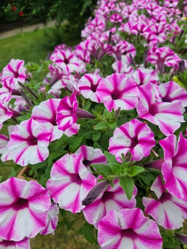 supertunia_vista_raspberry_star_fragm_5_1