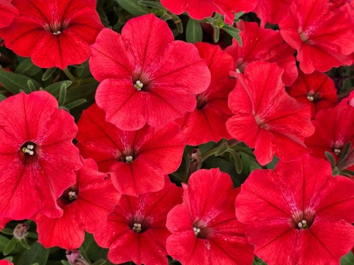 supertunia_vista_strawberry__czka_18